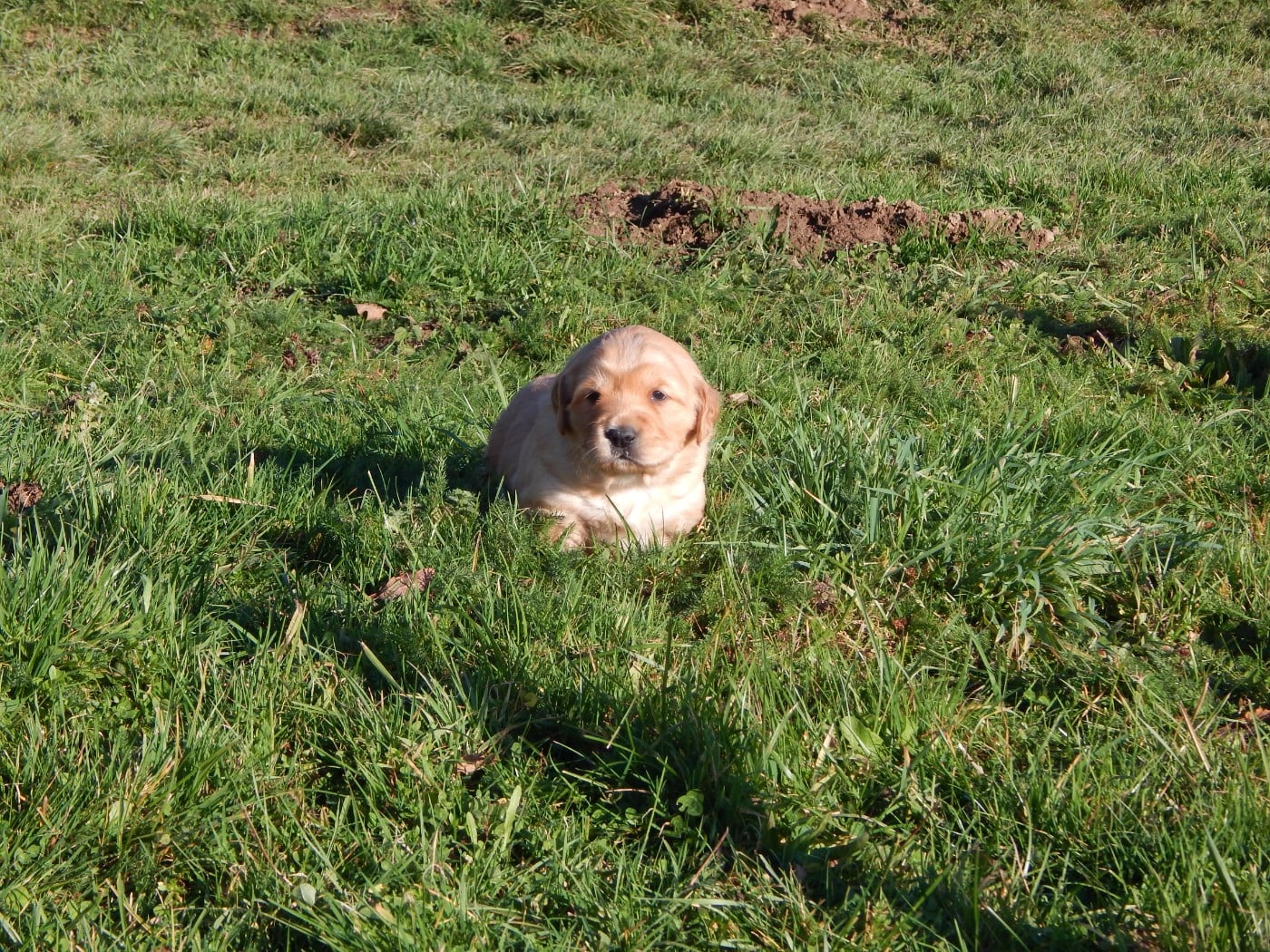 CHIOT 1 / collier jaune