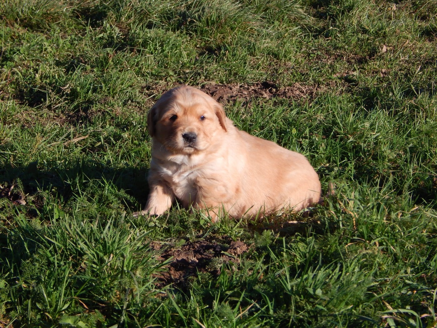 CHIOT 1 / collier jaune
