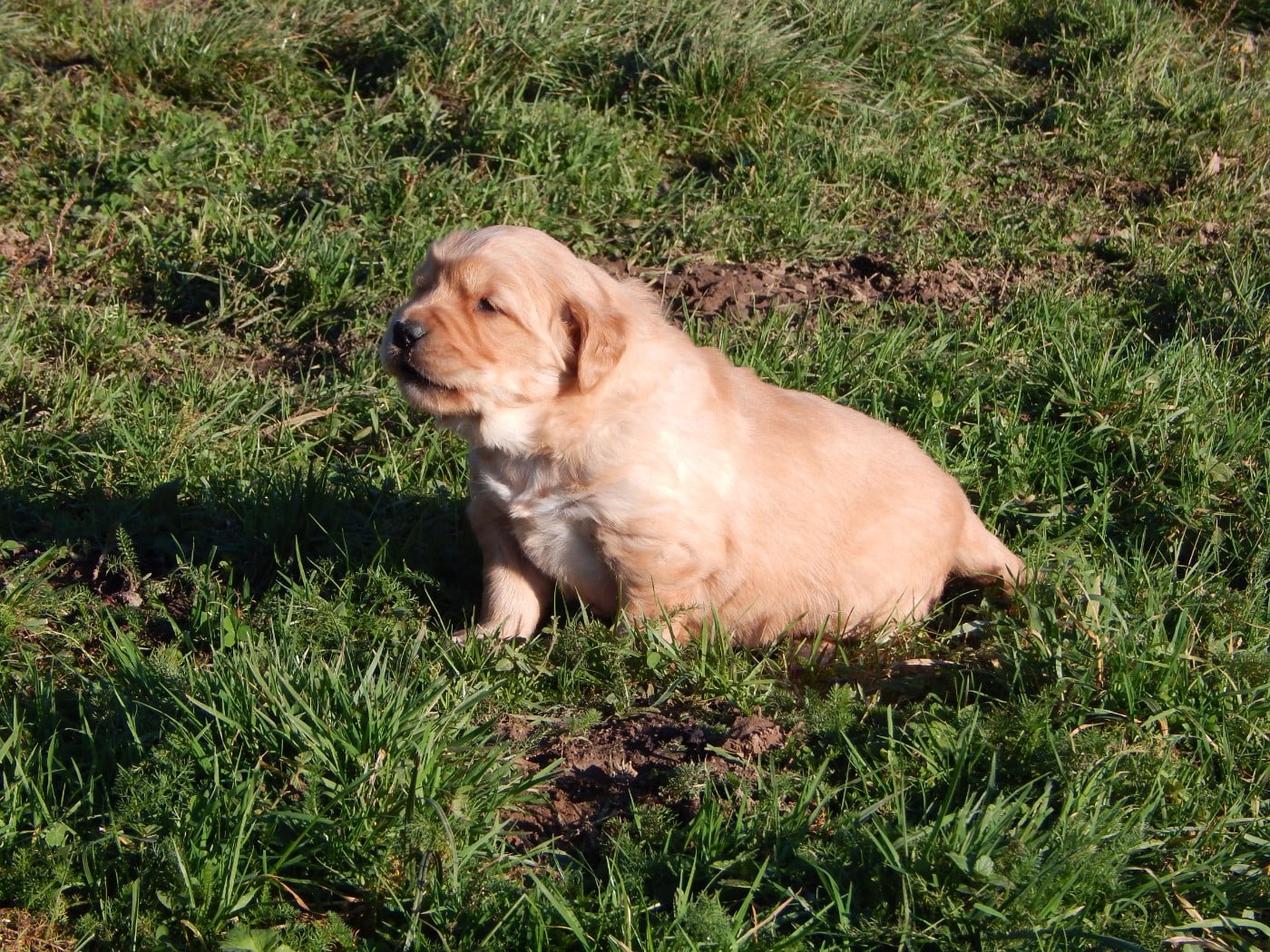 CHIOT 1 / collier jaune