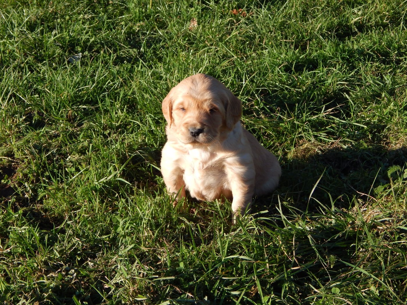 CHIOT 2 / collier rose