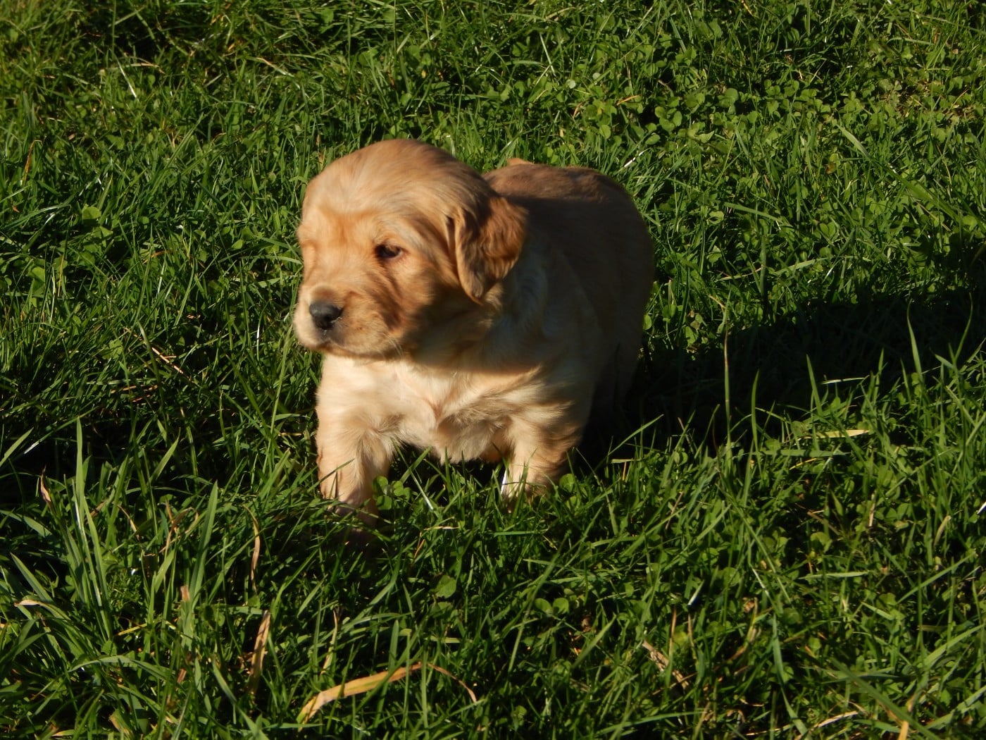 CHIOT 2 / collier rose