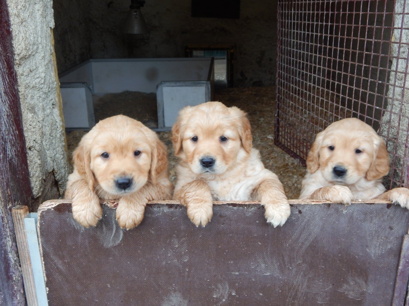 Golden Retriever - D'Aspe & D'Ossau