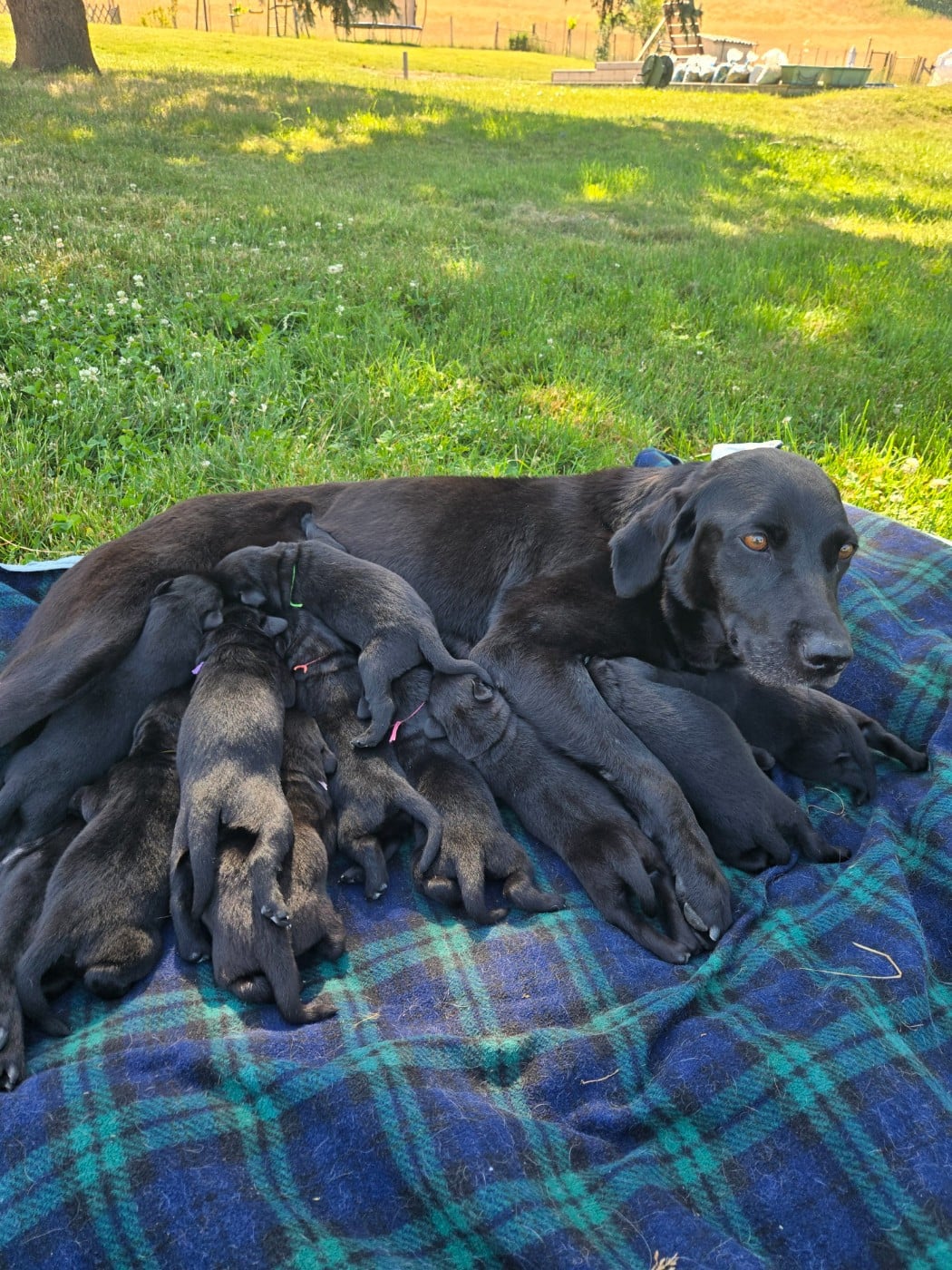 Labrador Retriever - D'Aspe & D'Ossau