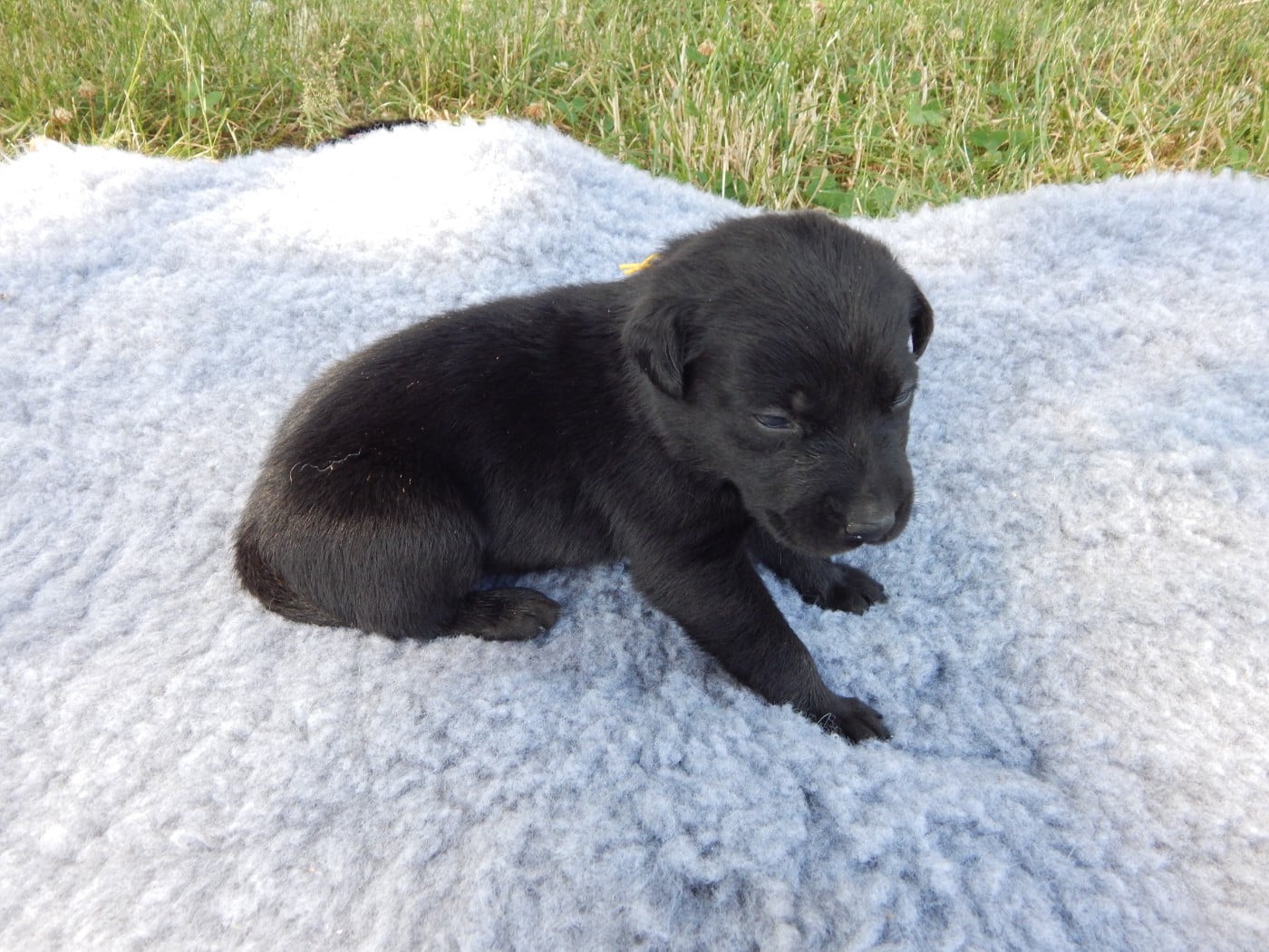 CHIOT 1 / collier Jaune