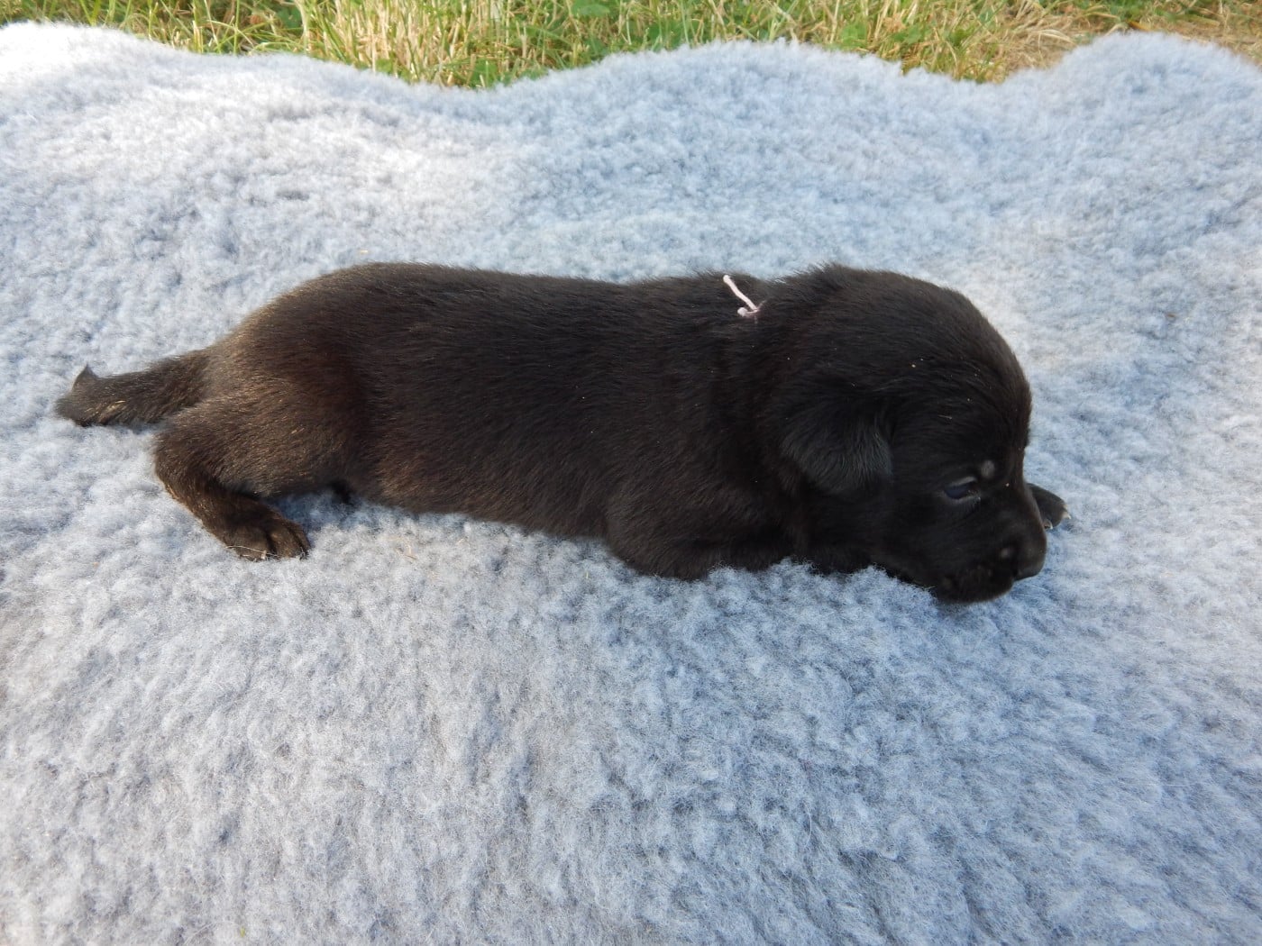 CHIOT 2 / collier Rose