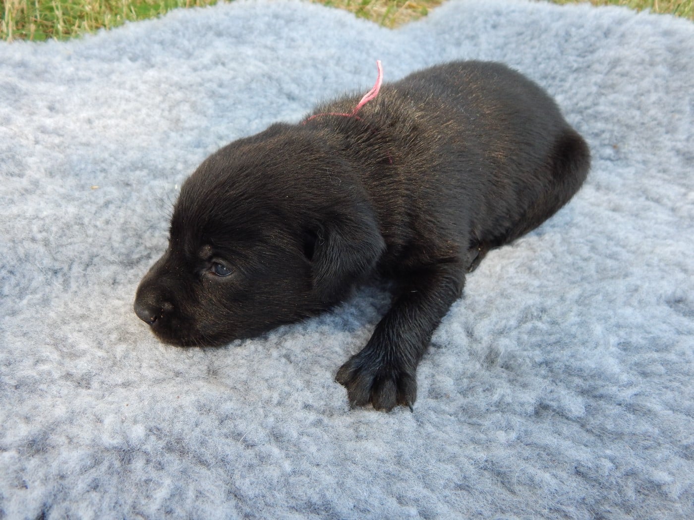 CHIOT 3 / collier Fushia
