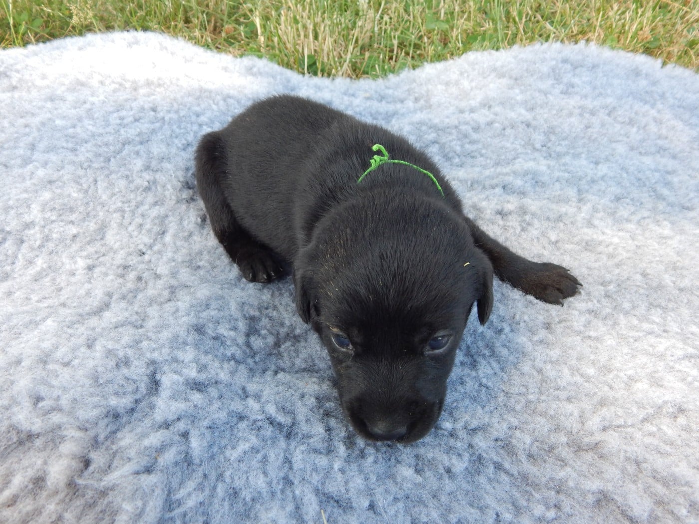 CHIOT 4 / collier Vert