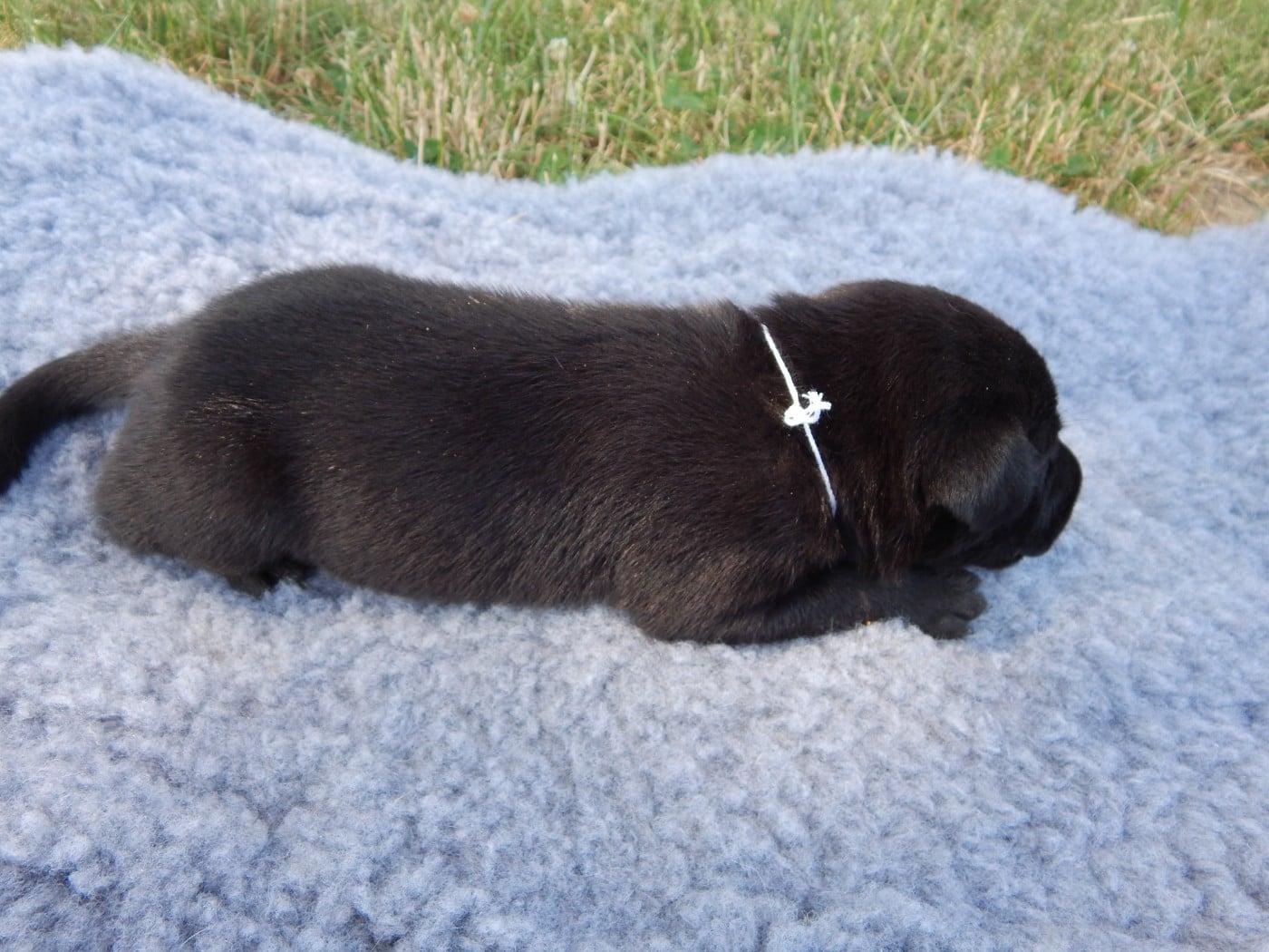 CHIOT 7 / collier Blanc