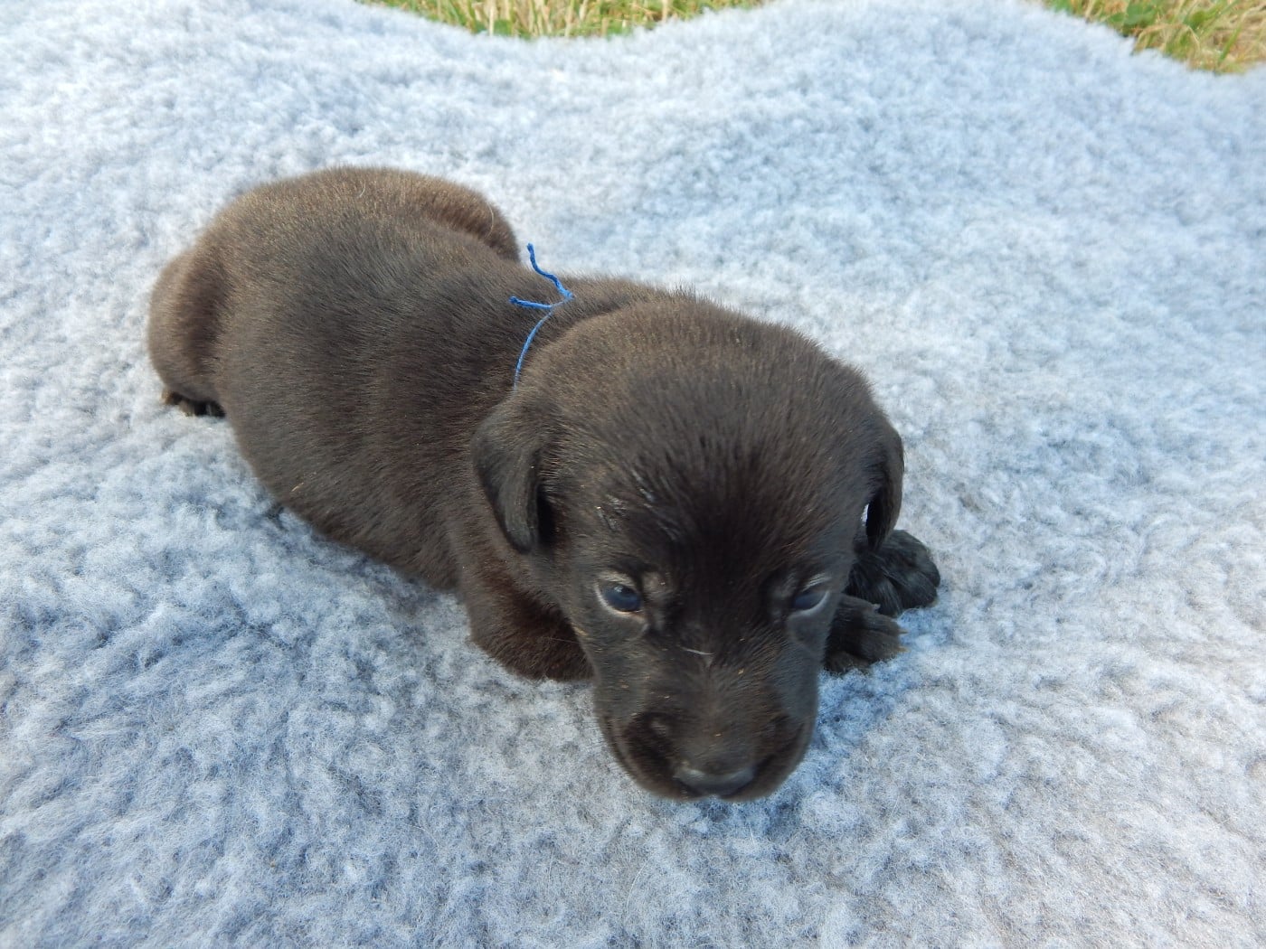 CHIOT 8 / collier Bleu Foncé