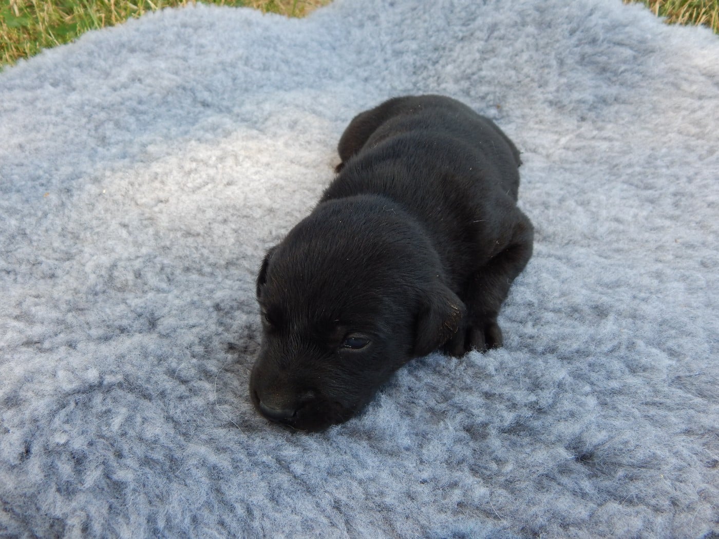 CHIOT 9 / collier Noir