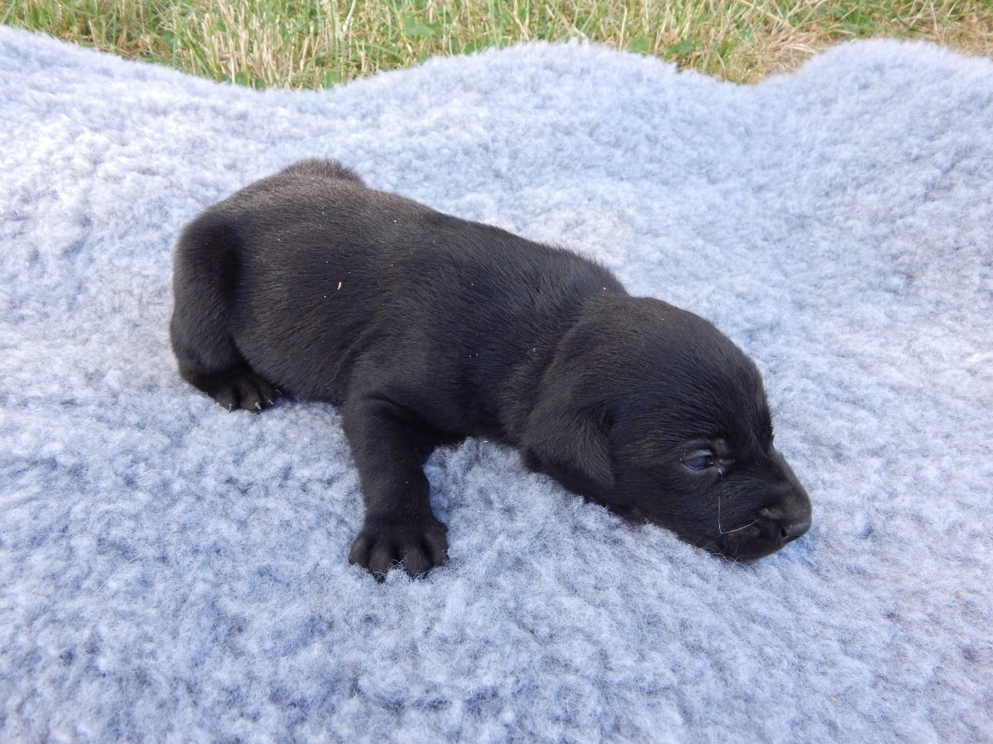 CHIOT 9 / collier Noir