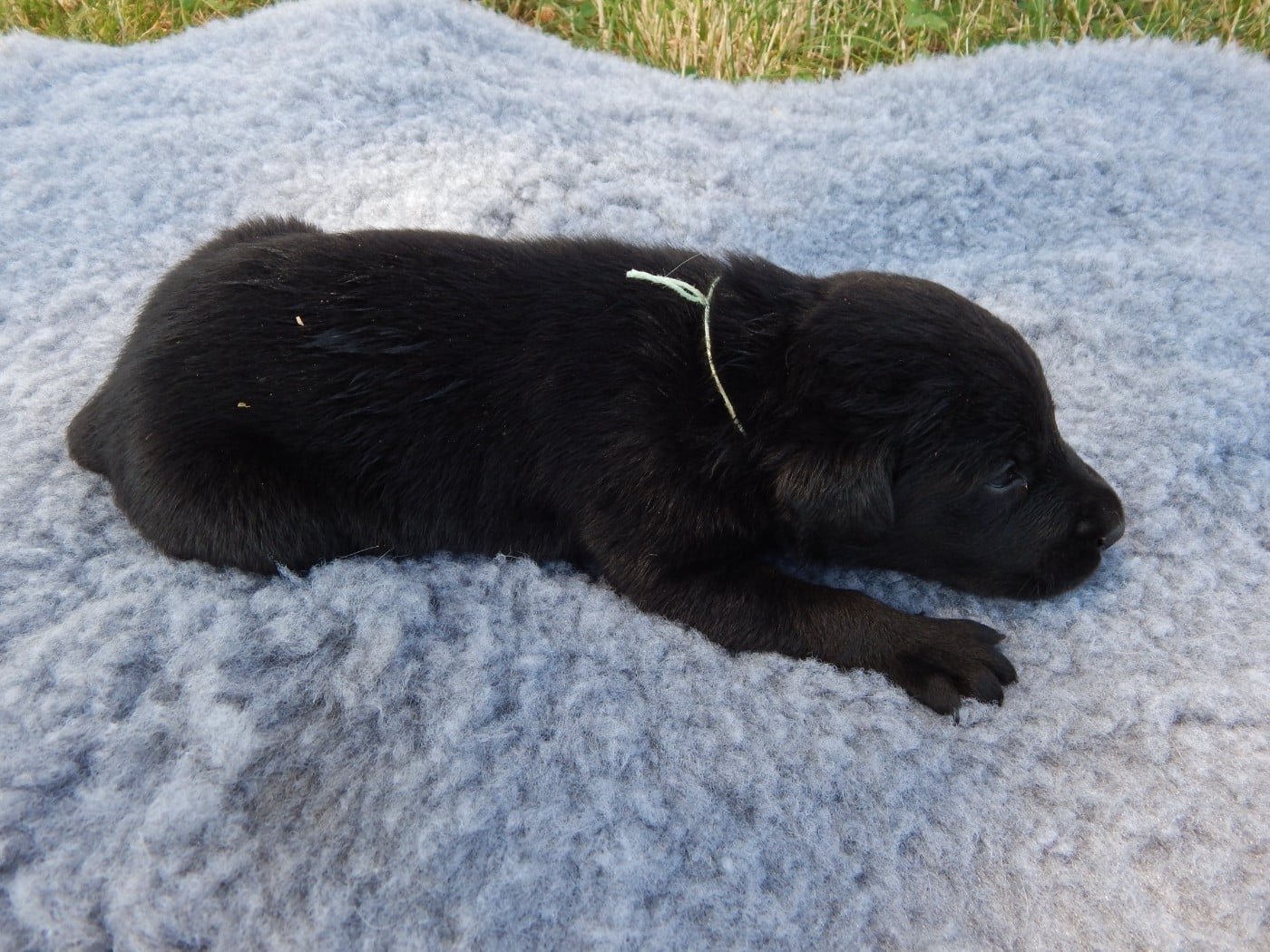 CHIOT 10 / collier Turquoise