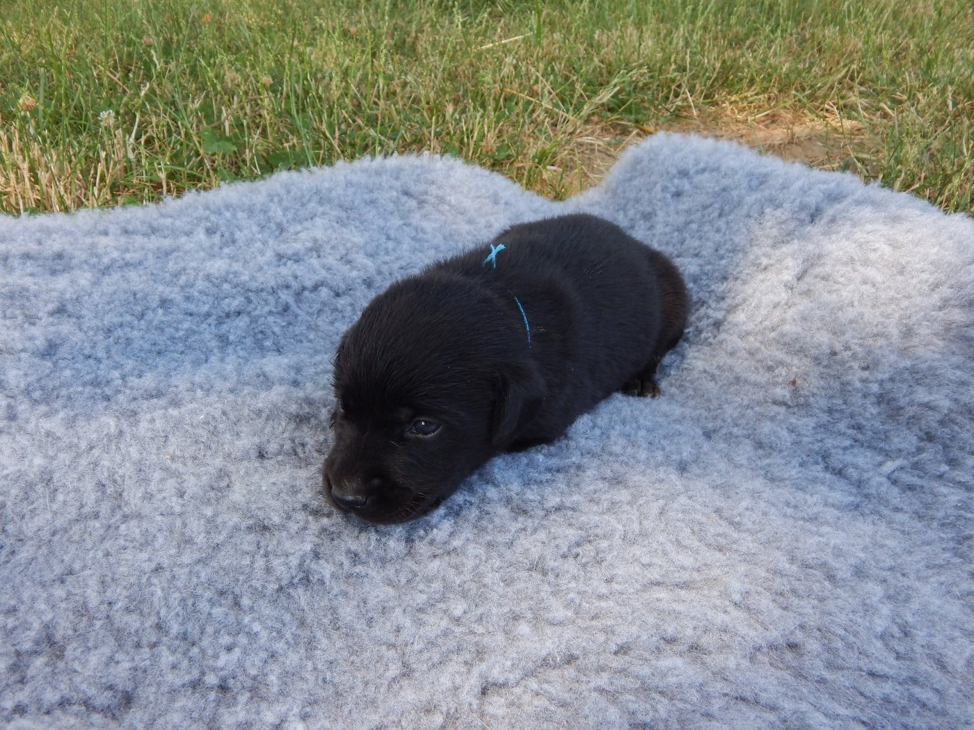 CHIOT 11 / collier Bleu Ciel