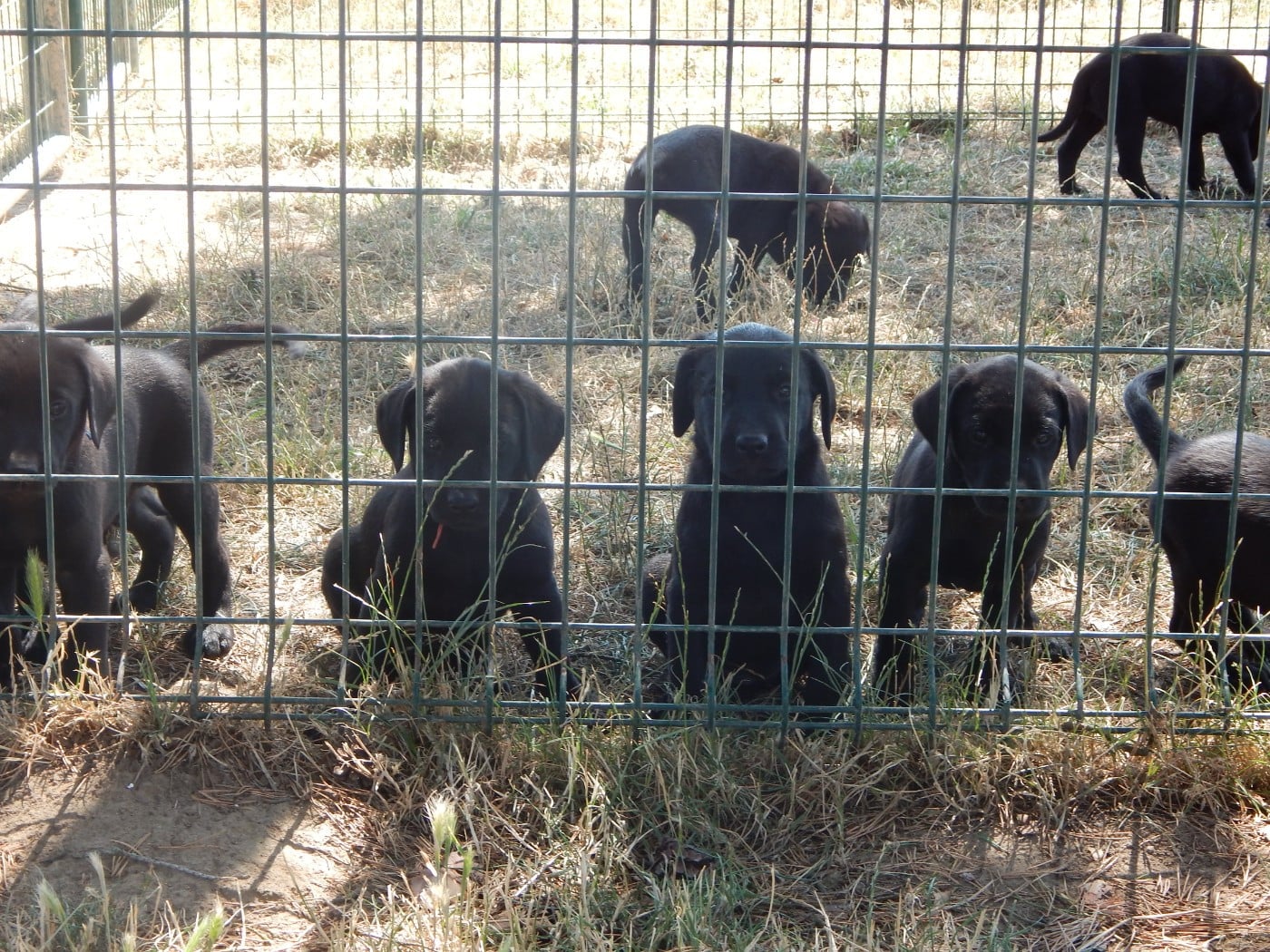 Labrador Retriever - D'Aspe & D'Ossau