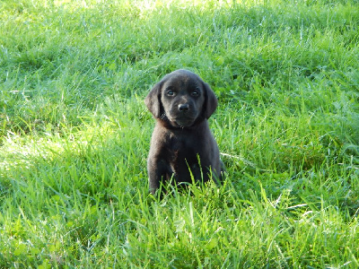 Les chiots de Labrador Retriever