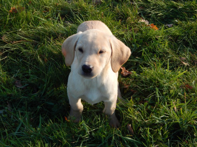 Les chiots de Labrador Retriever