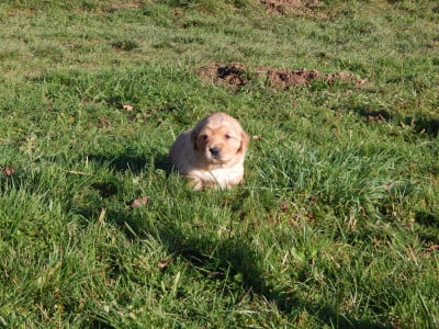 Les chiots de Golden Retriever