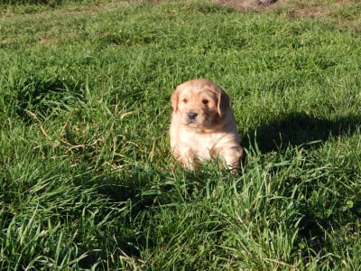Les chiots de Golden Retriever
