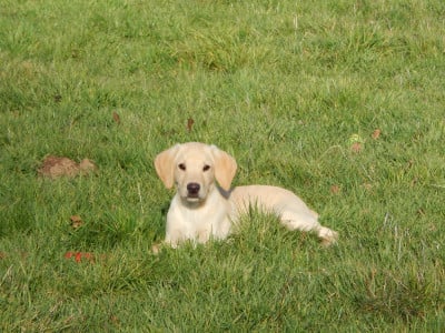 Les chiots de Labrador Retriever