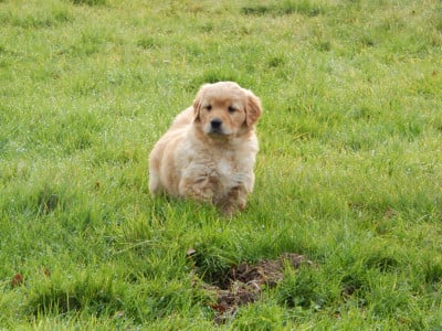 Les chiots de Golden Retriever