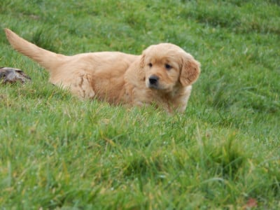 Les chiots de Golden Retriever