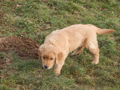 Les chiots de Golden Retriever