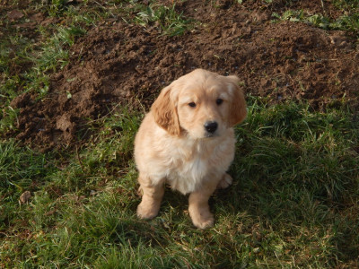Les chiots de Golden Retriever