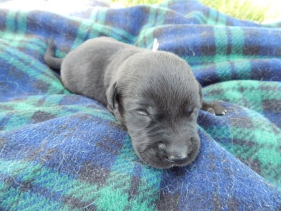 Les chiots de Labrador Retriever