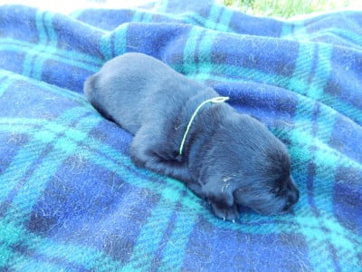 Les chiots de Labrador Retriever