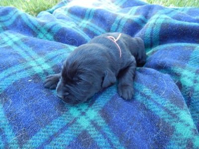 Les chiots de Labrador Retriever