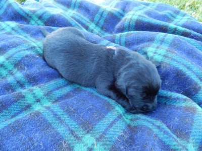 Les chiots de Labrador Retriever