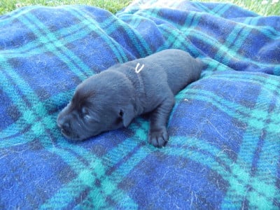 Les chiots de Labrador Retriever