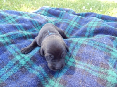 Les chiots de Labrador Retriever