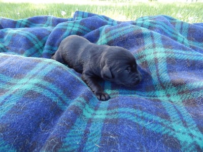 Les chiots de Labrador Retriever