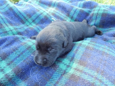 Les chiots de Labrador Retriever