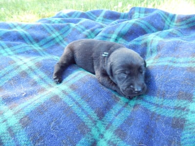 Les chiots de Labrador Retriever