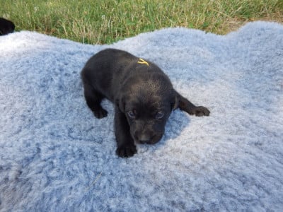 Les chiots de Labrador Retriever