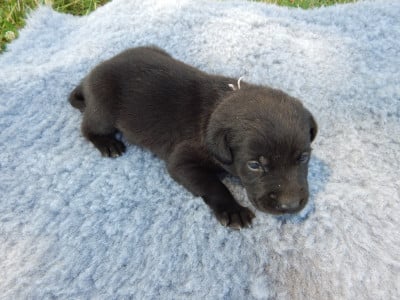 Les chiots de Labrador Retriever