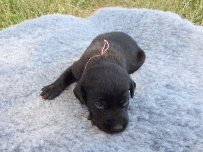 Les chiots de Labrador Retriever