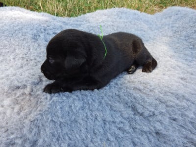 Les chiots de Labrador Retriever