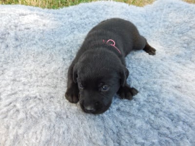 Les chiots de Labrador Retriever