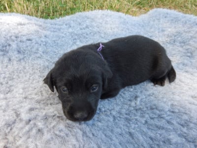 Les chiots de Labrador Retriever
