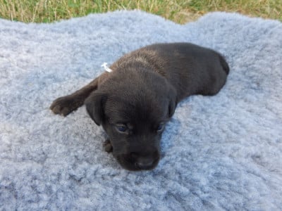 Les chiots de Labrador Retriever