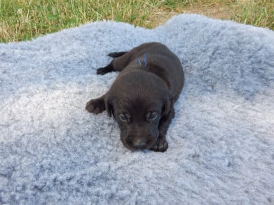 Les chiots de Labrador Retriever