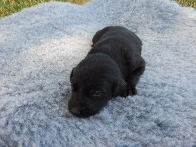Les chiots de Labrador Retriever