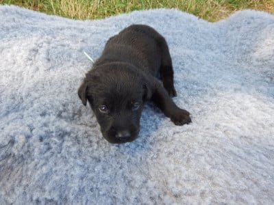 Les chiots de Labrador Retriever