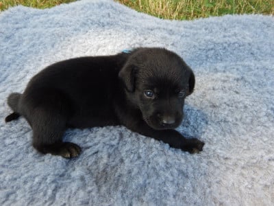 Les chiots de Labrador Retriever