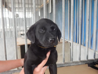 B ... / collier Jaune - Labrador Retriever