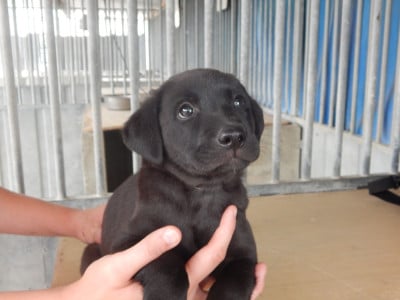 B ... / collier Fushia - Labrador Retriever