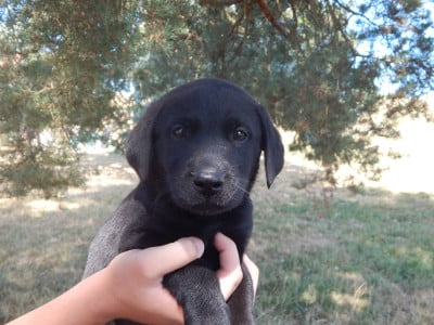 B ... / collier Turquoise - Labrador Retriever